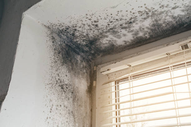 Affordable Mold Removal solutions in Mendham, NJ